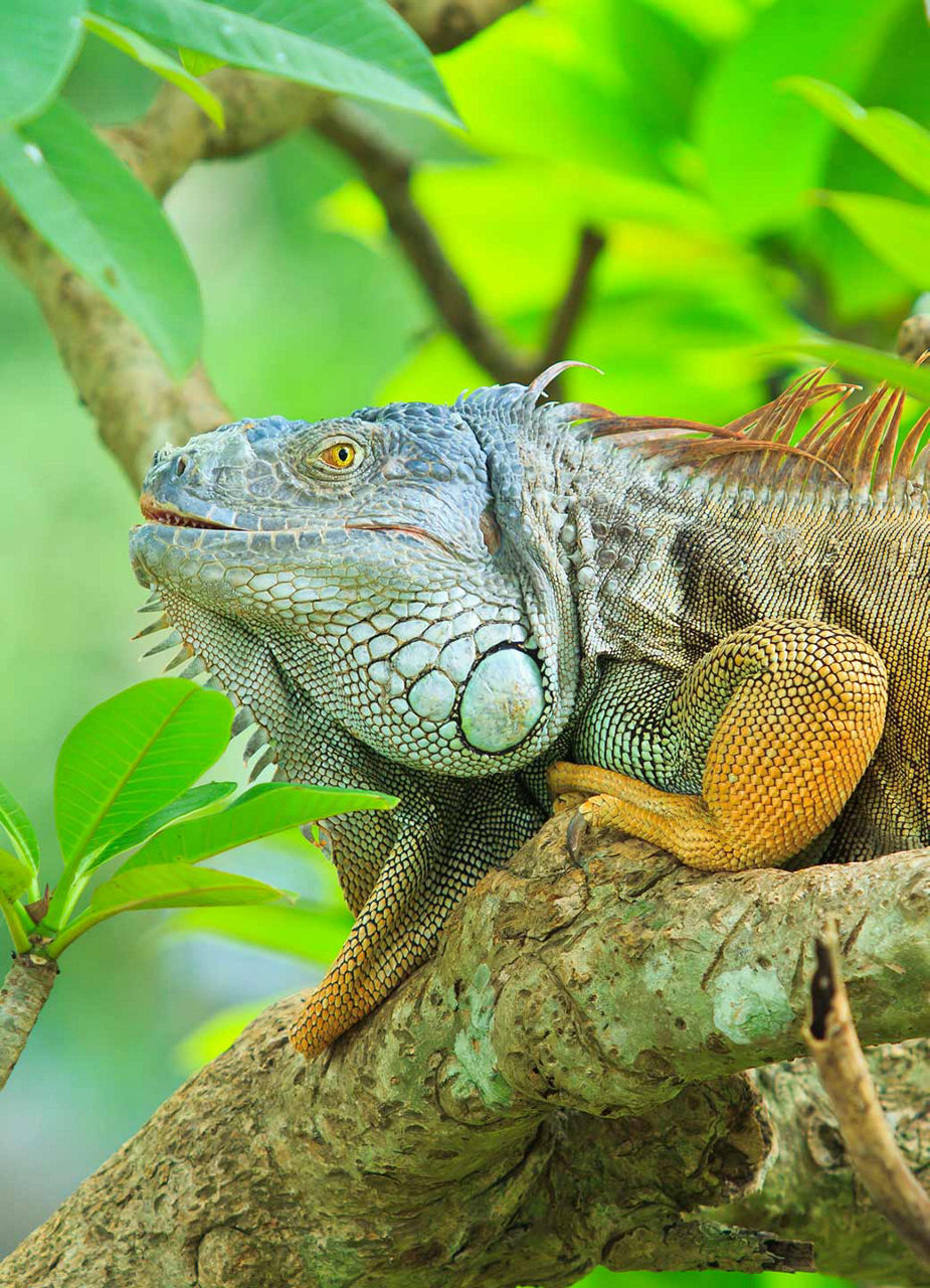 Lizard