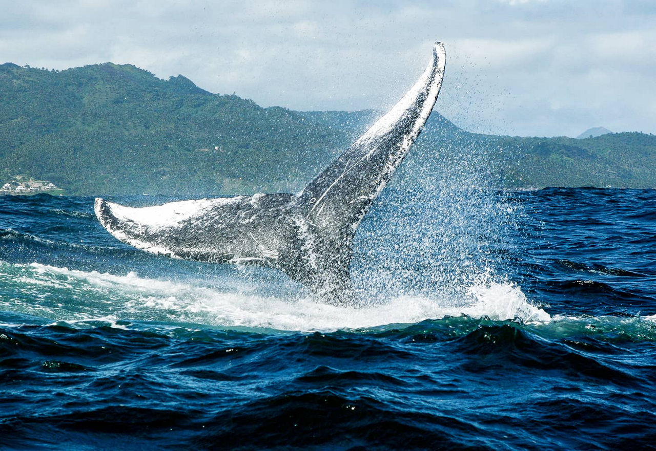 Baleine à bosse à Samana