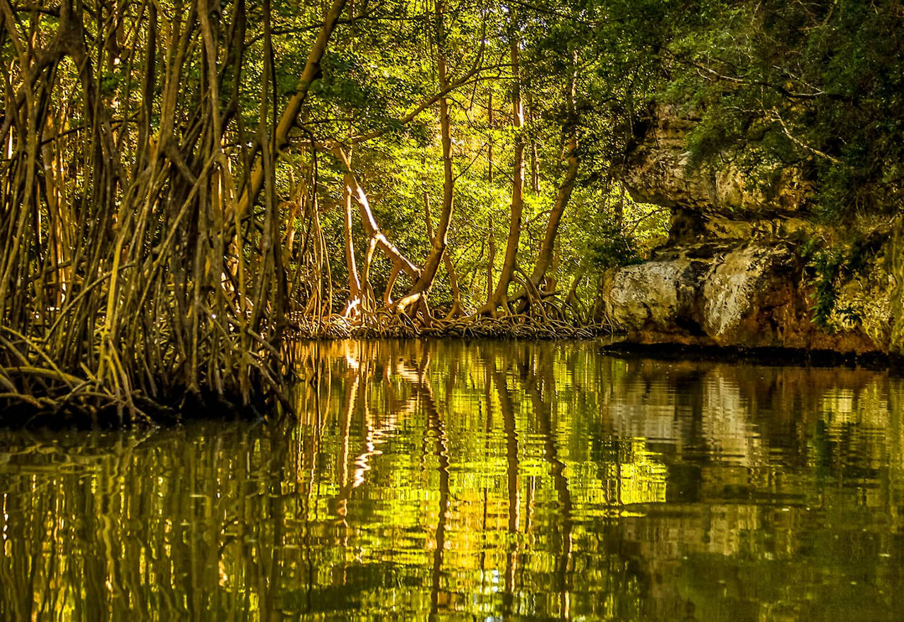 Mangrove forests