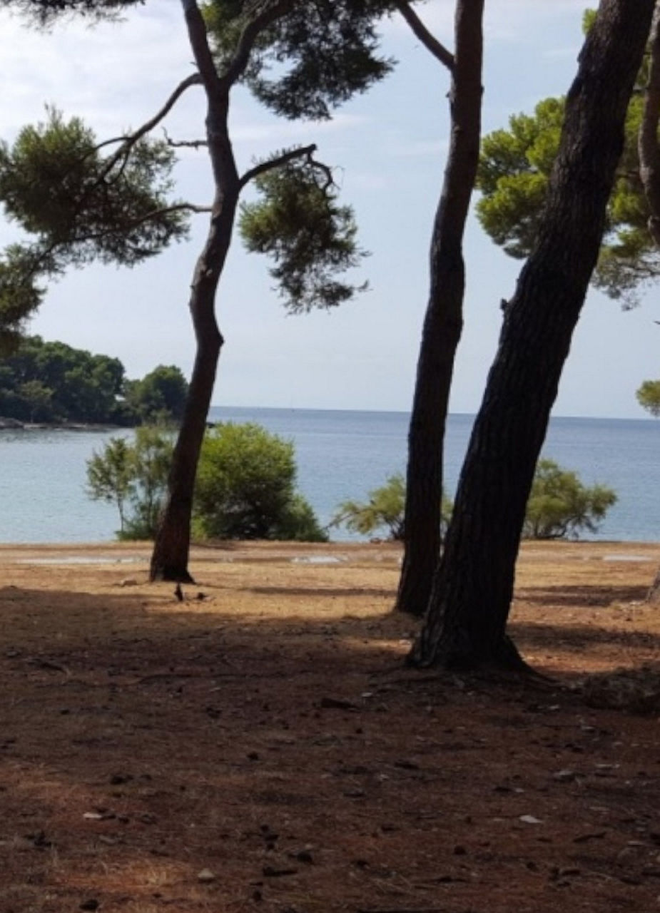 Forest of Pine Trees