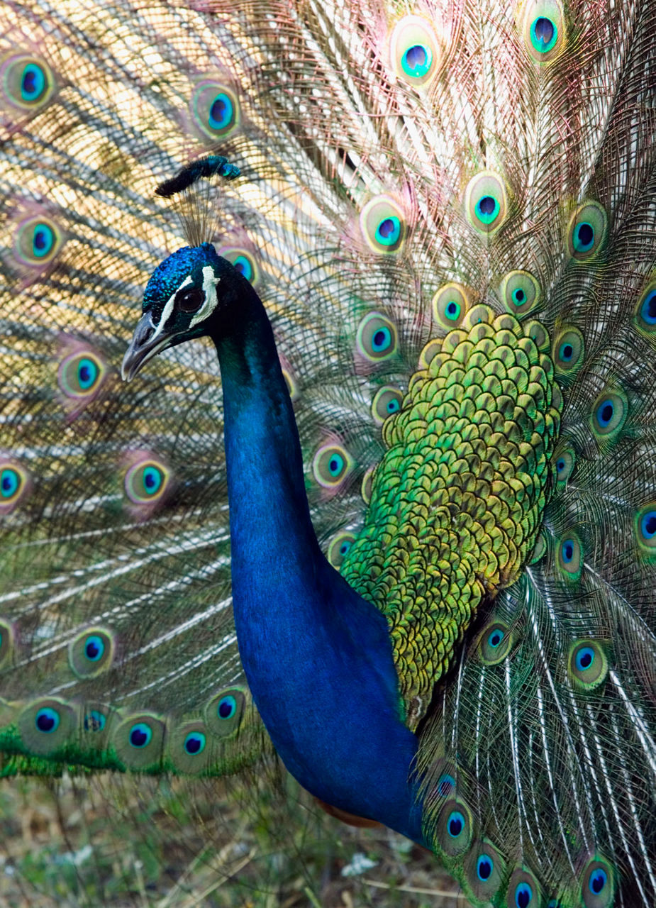 Peacock