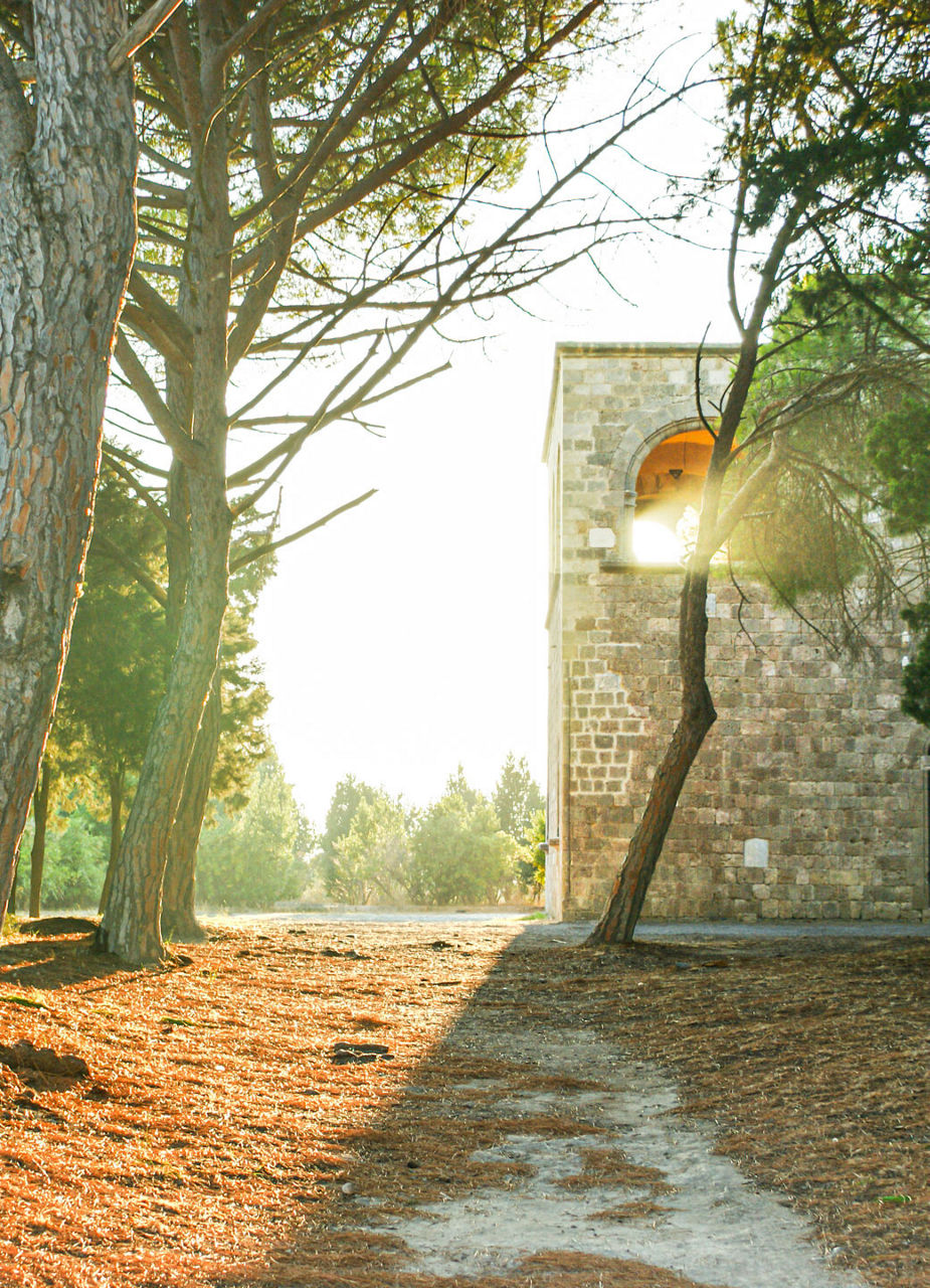 Walk through Forest