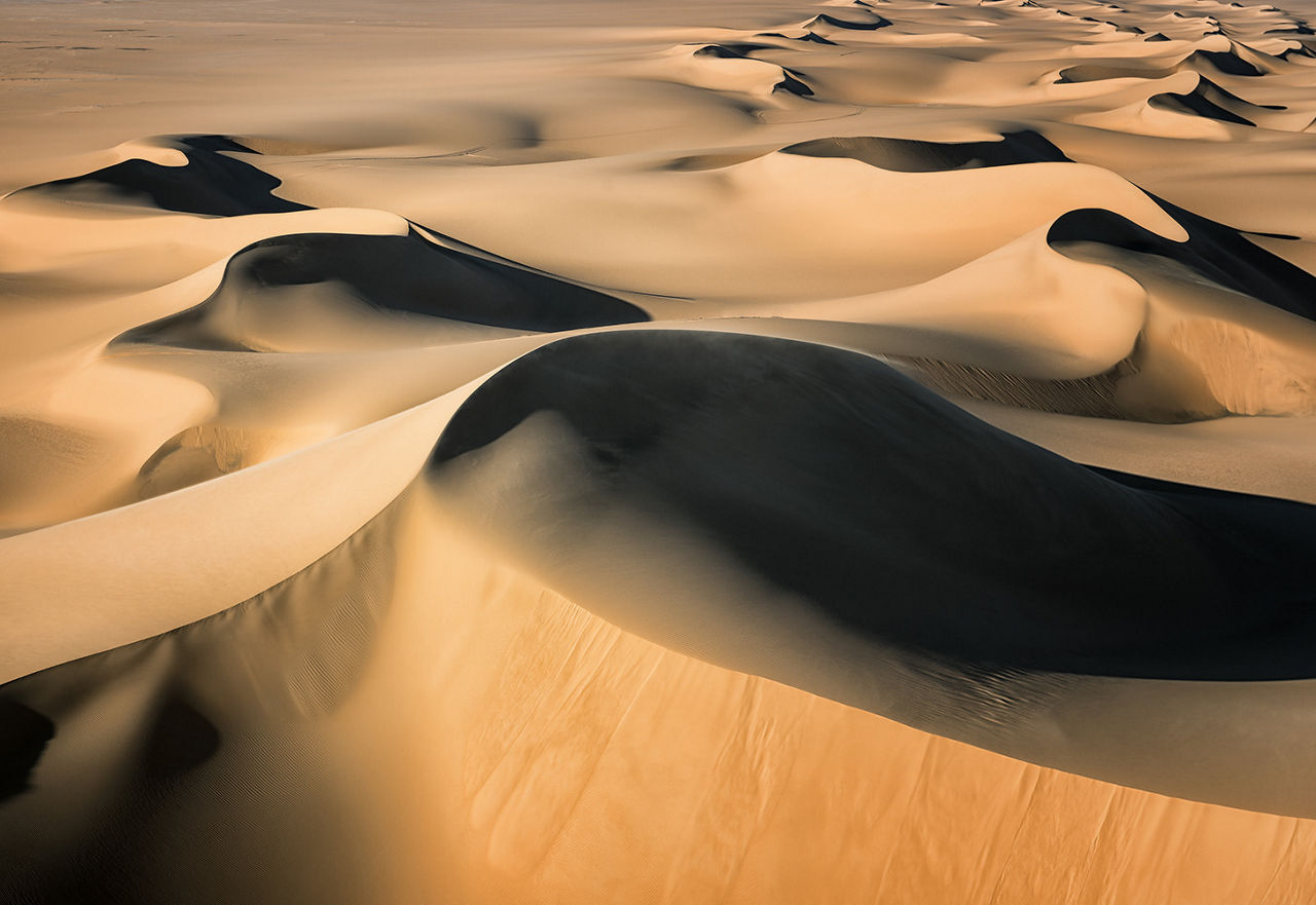 Bedouin camel