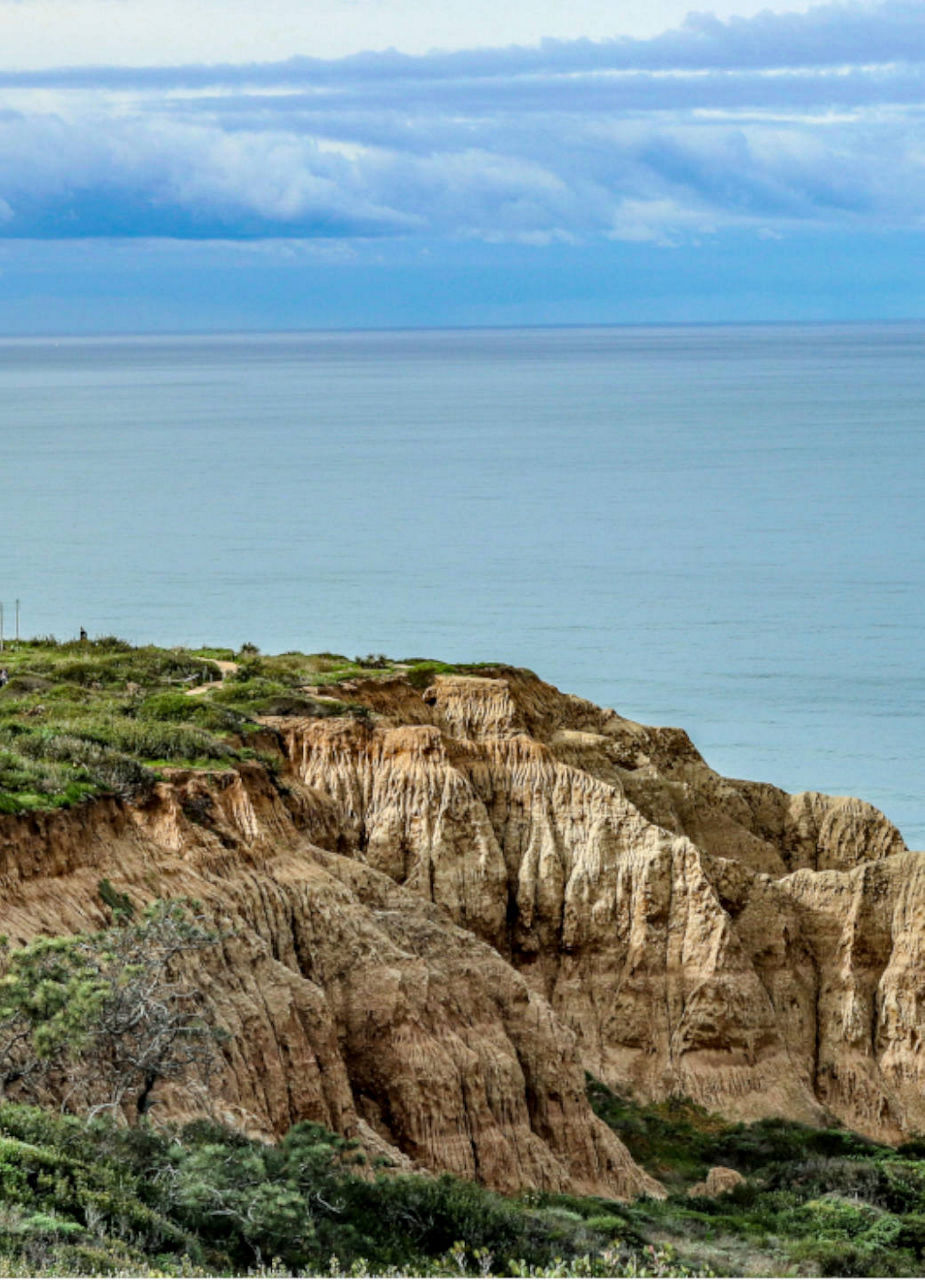 Cliff Torrey Pines State Reserve