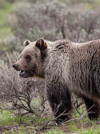 Grizzly im Lamar Valley​