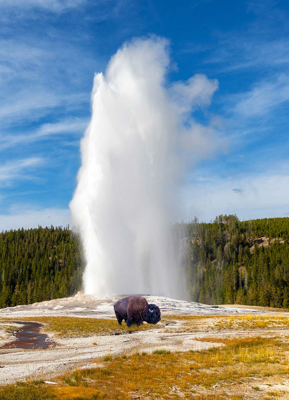 Bison vor dem Old Faithful Geysir