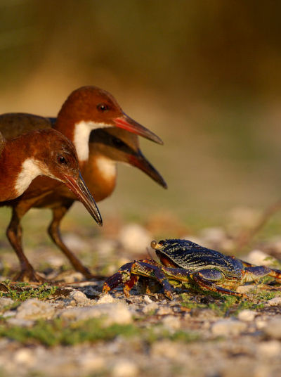 Birds and Crab