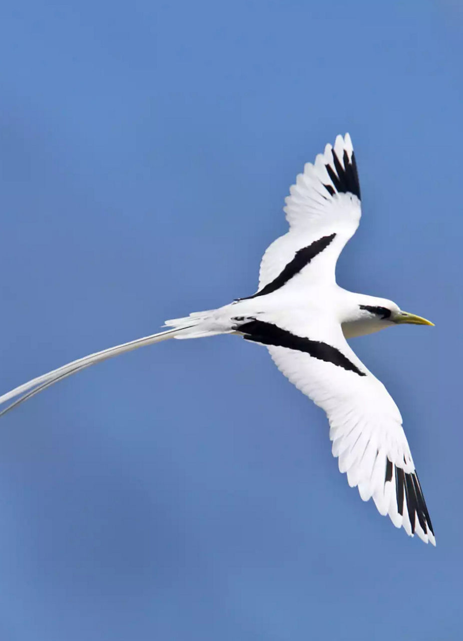 White-Tailed Tropicbird