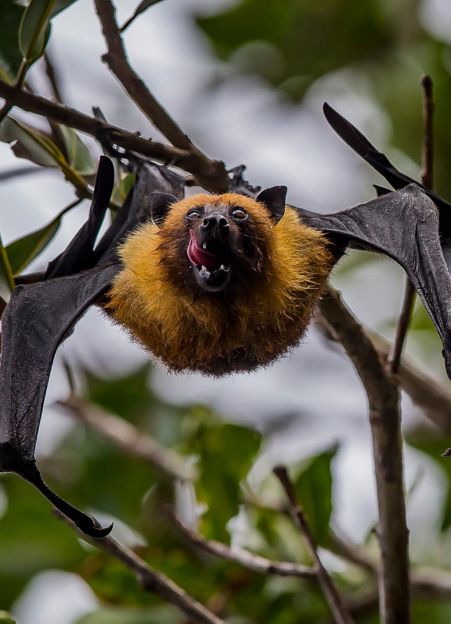 Seychelles Flying Fox