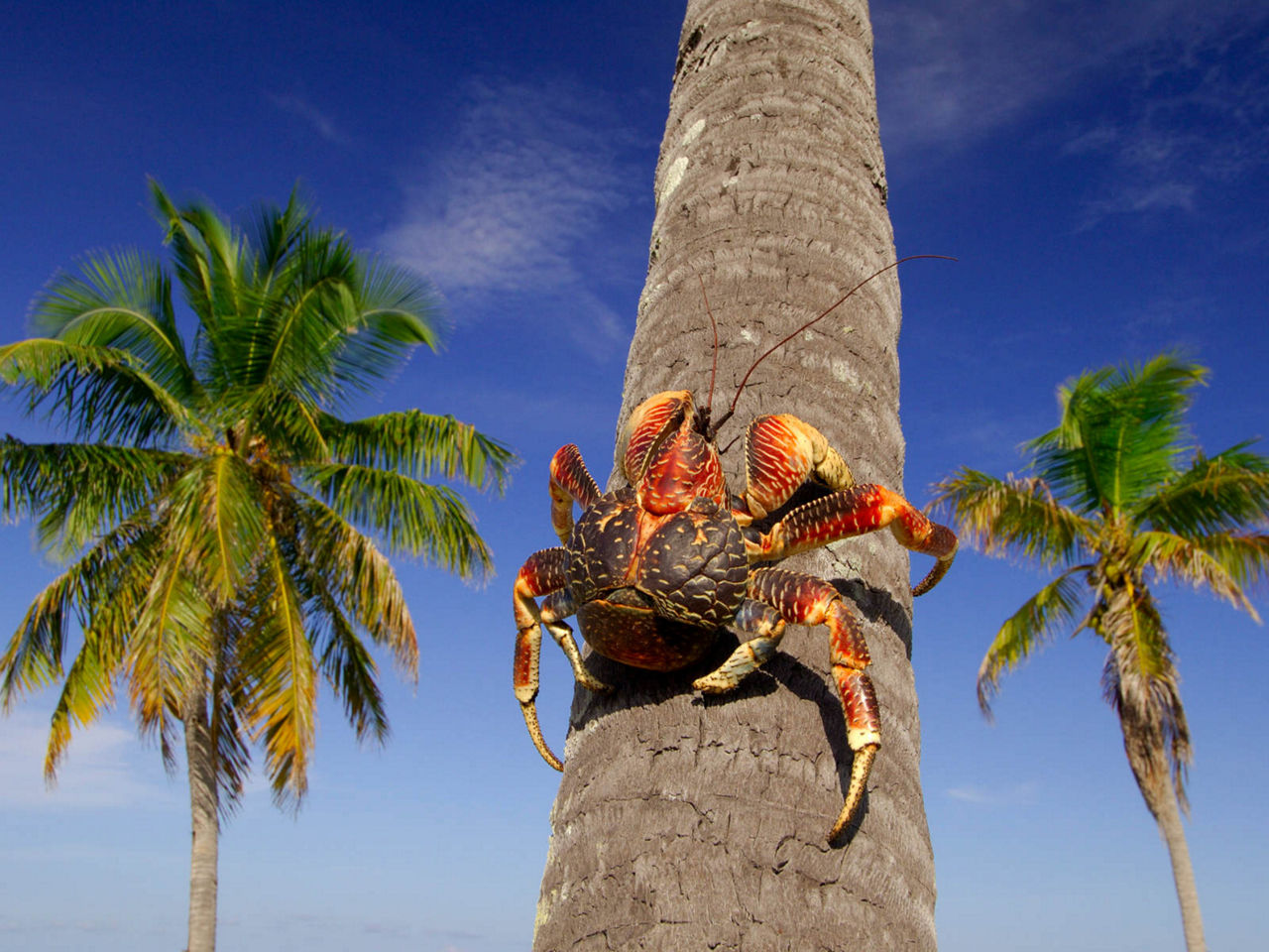 Krebs auf den Seychellen