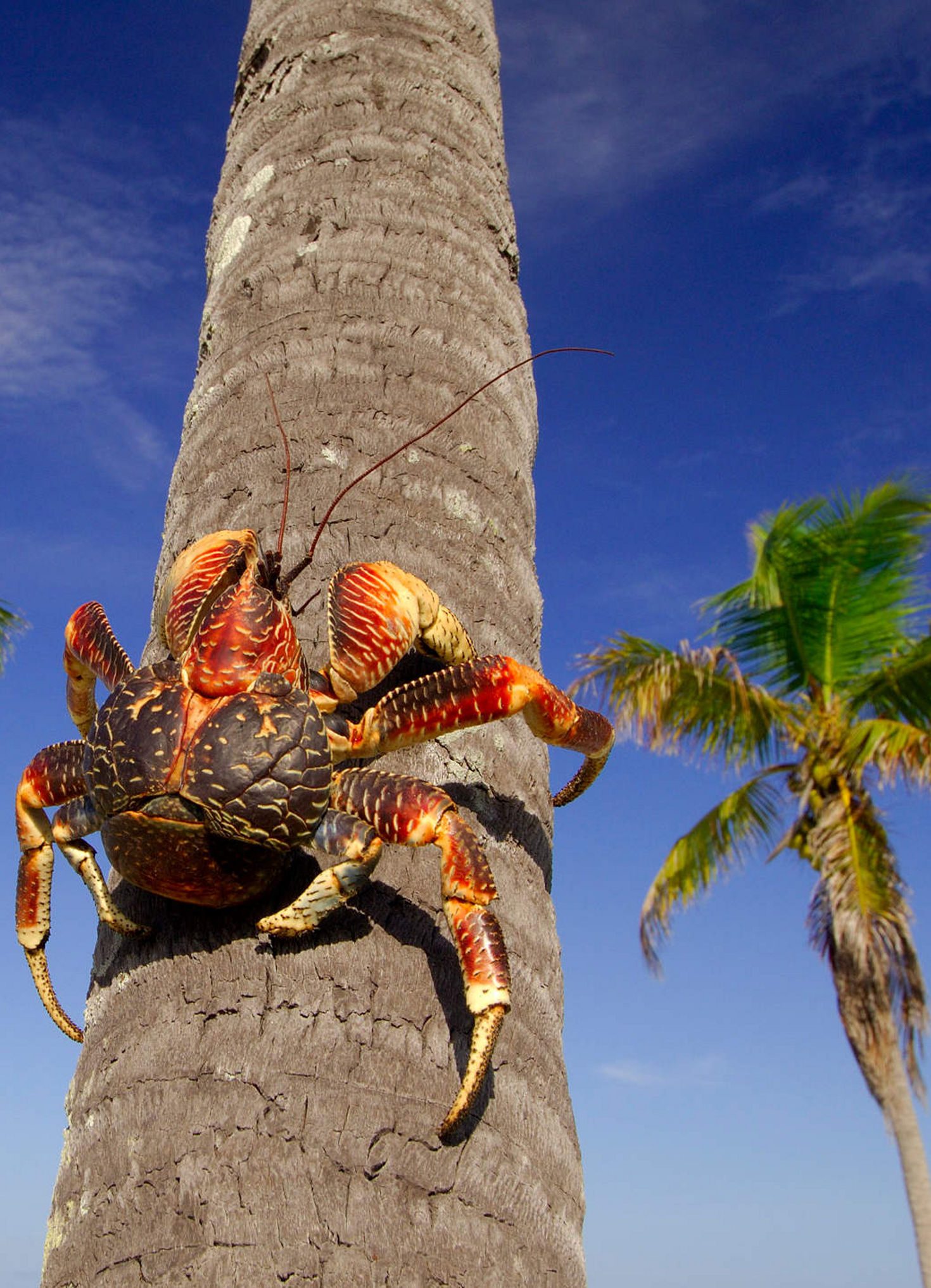 Flora and Fauna of the Seychelles | Edelweiss