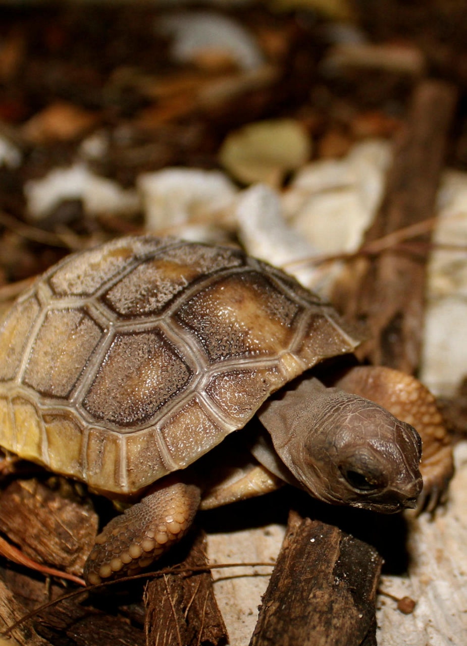 Turtle Hatchling