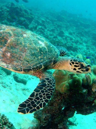 Hawksbill Sea Turtle