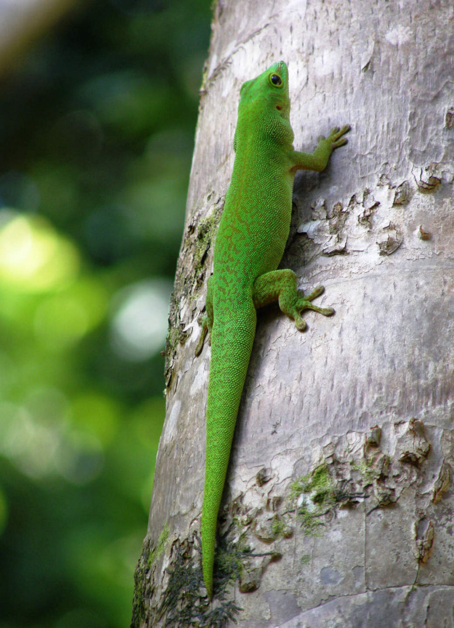 Green Geko