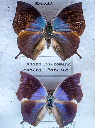 Butterflies in exhibition