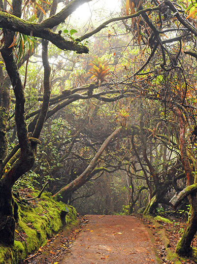 Beautiful forest