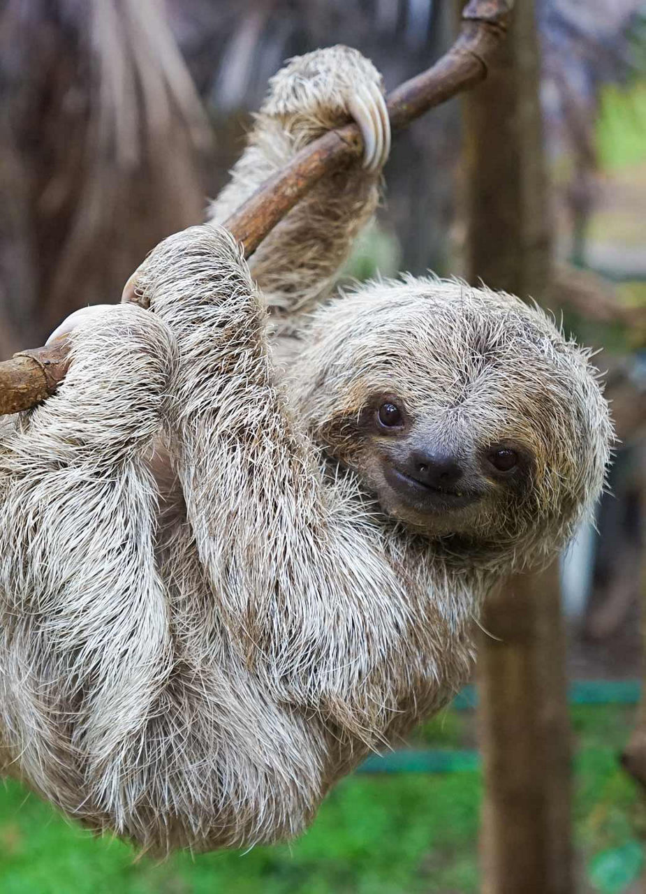Sloth hanging in tree