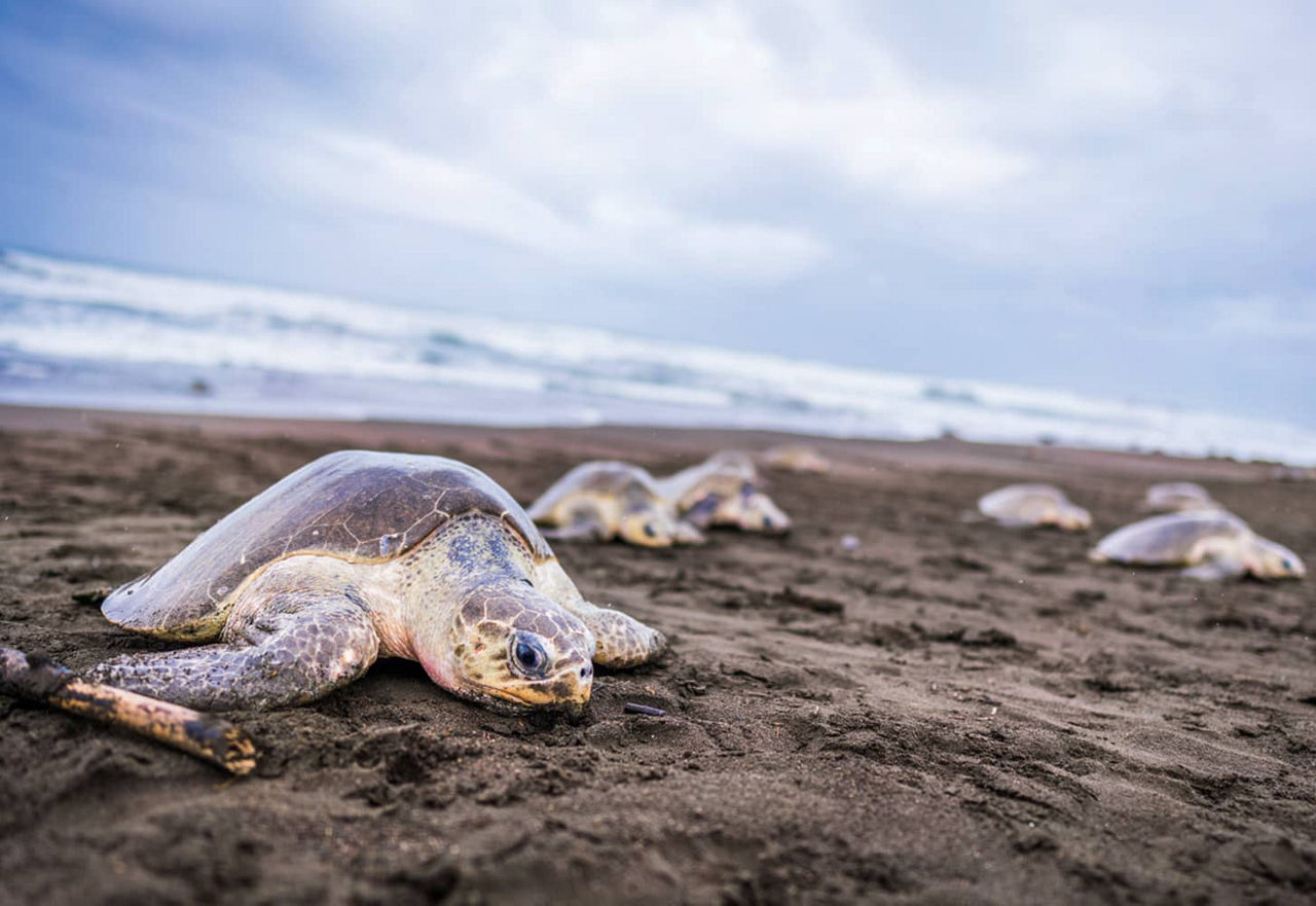 Tortue de mer sur la plage