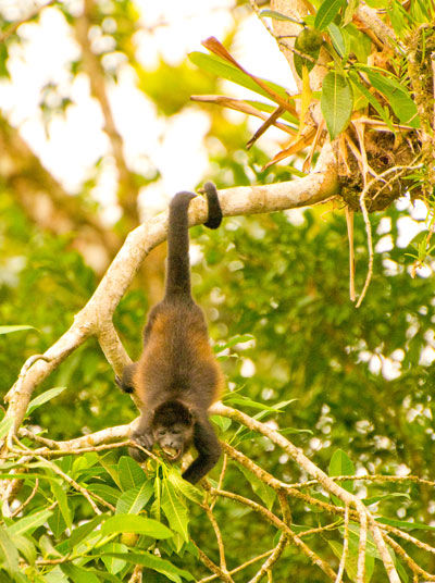 Howler Monkey