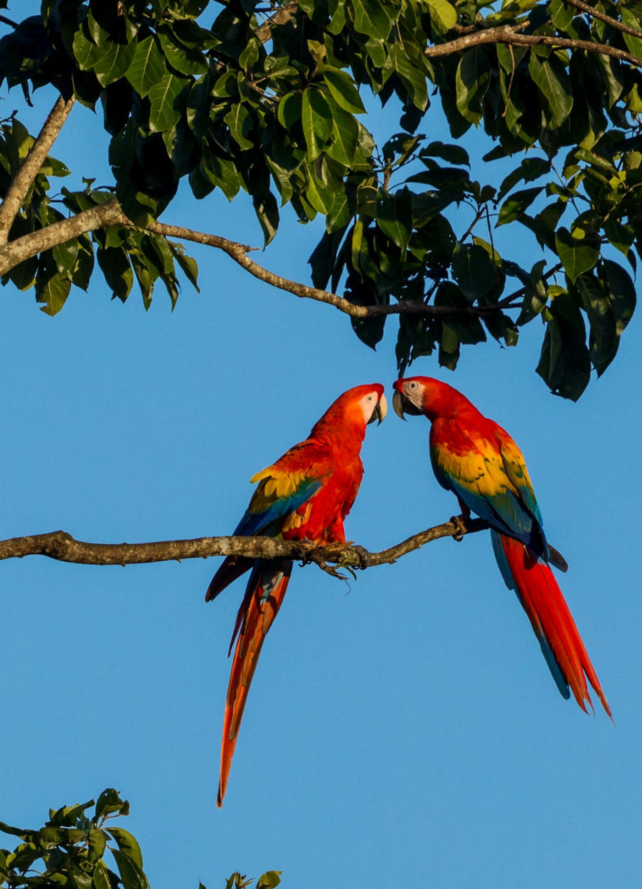 Scarlet Macaw