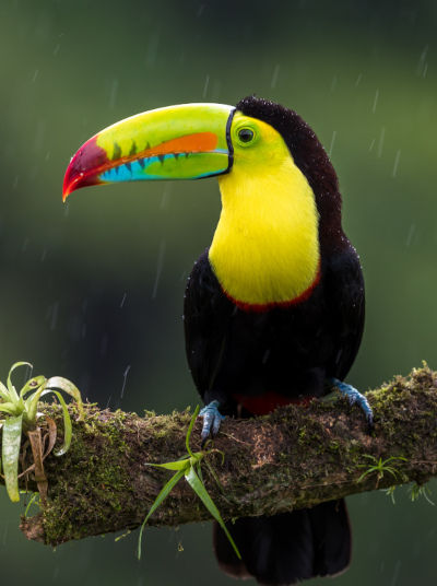 Toucan