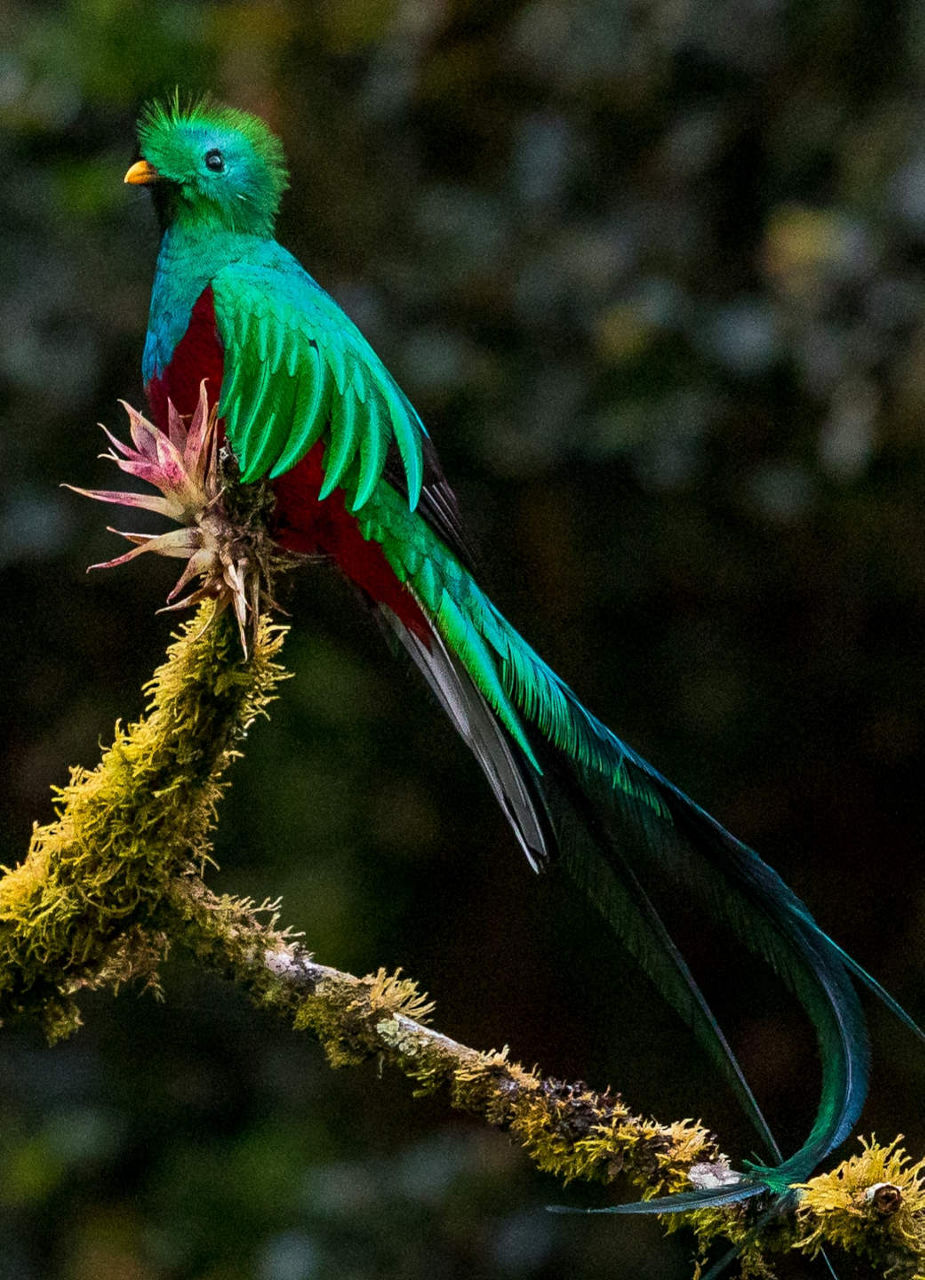 Quetzal