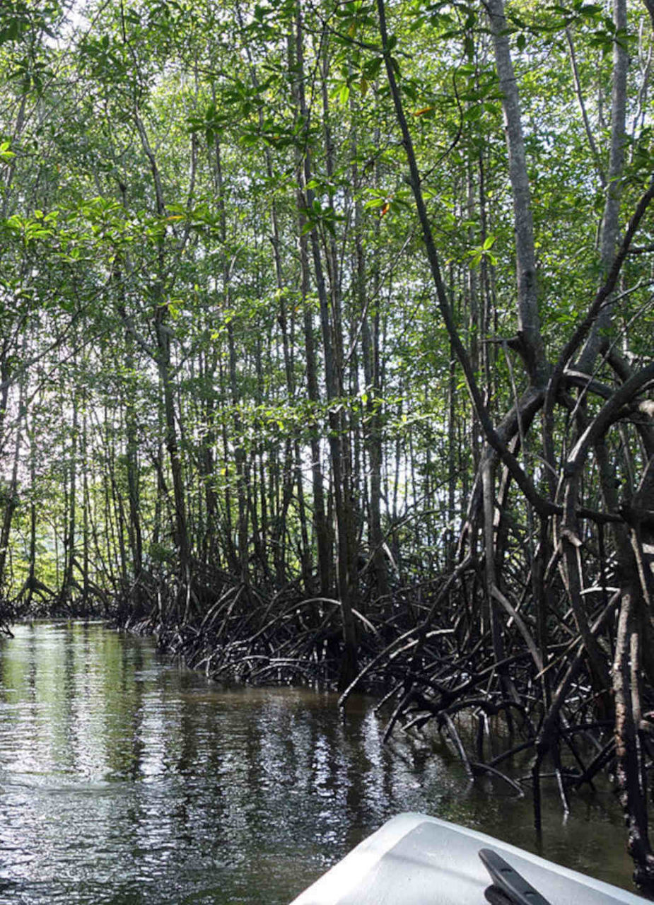 Mangrove