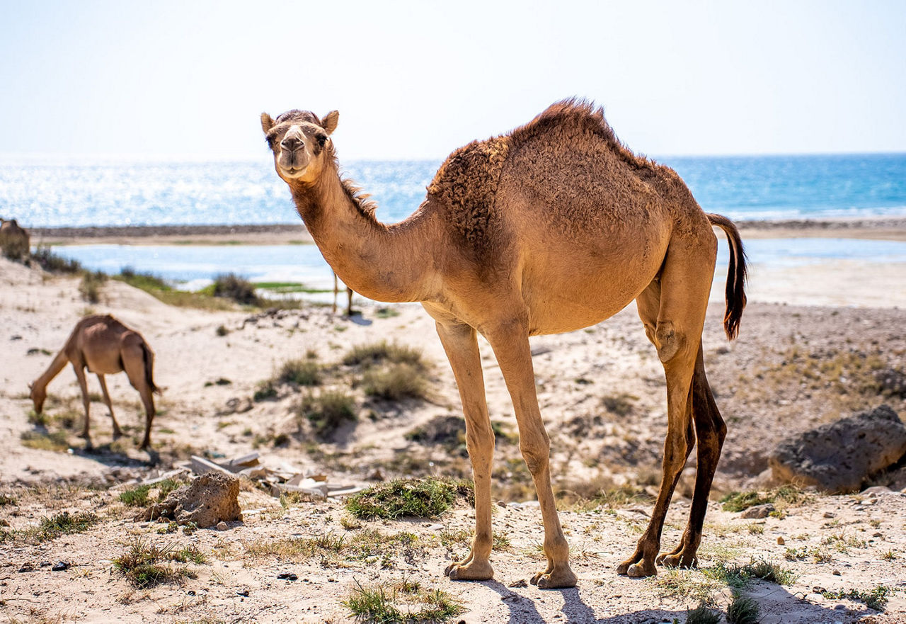 Kamele am Strand im Oman