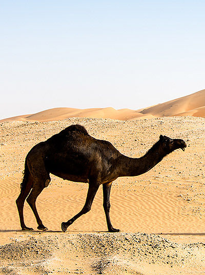 Kamel in der Rub-al-Khali-Wüste