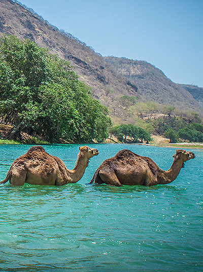 Kamele im Wadi Darbat​