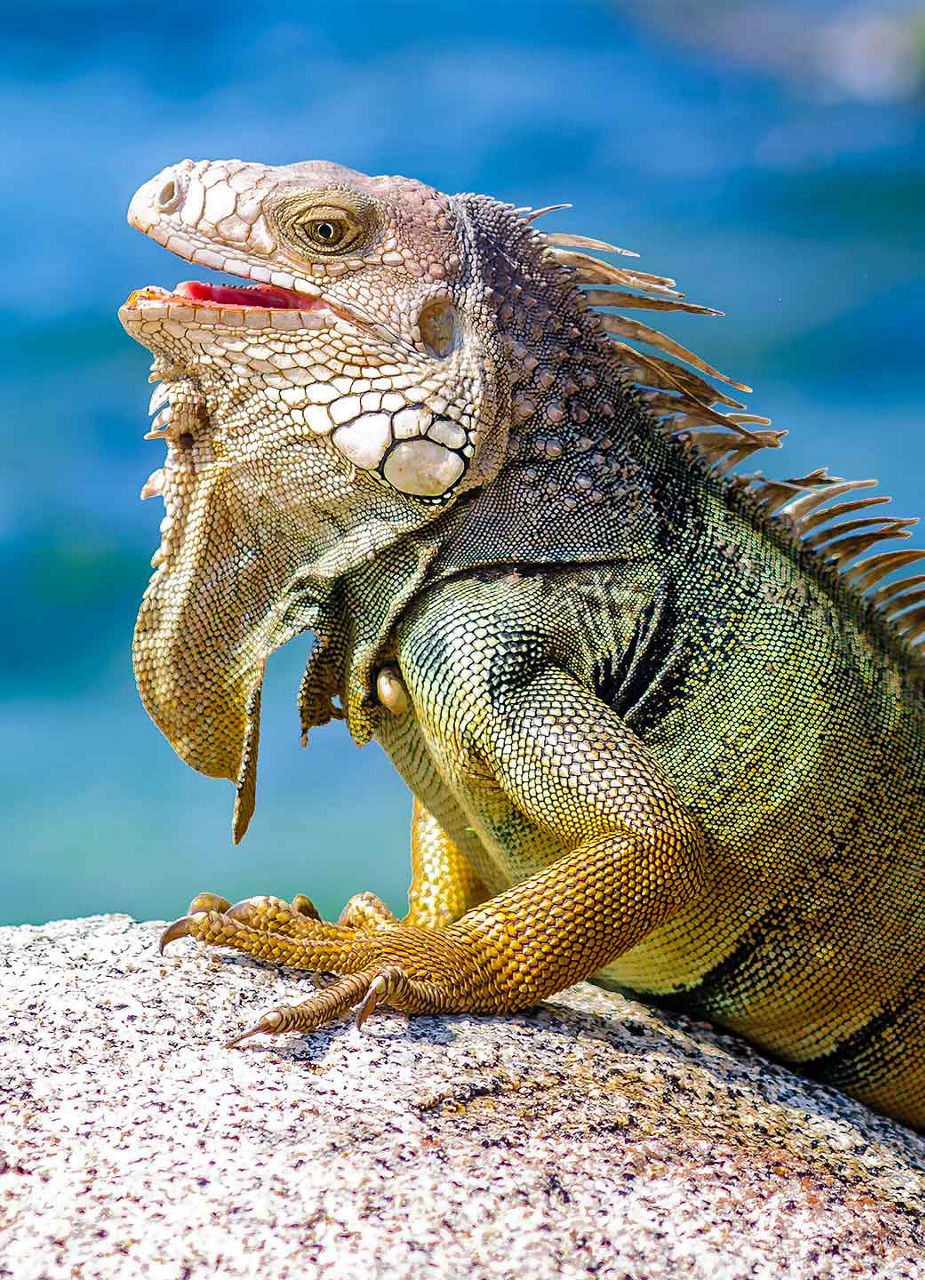 Tayrona Iguana