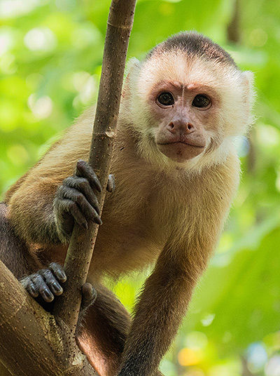 Tayrona Monkey