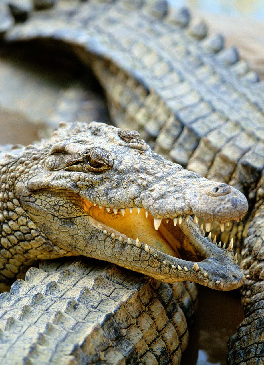 Krokodile