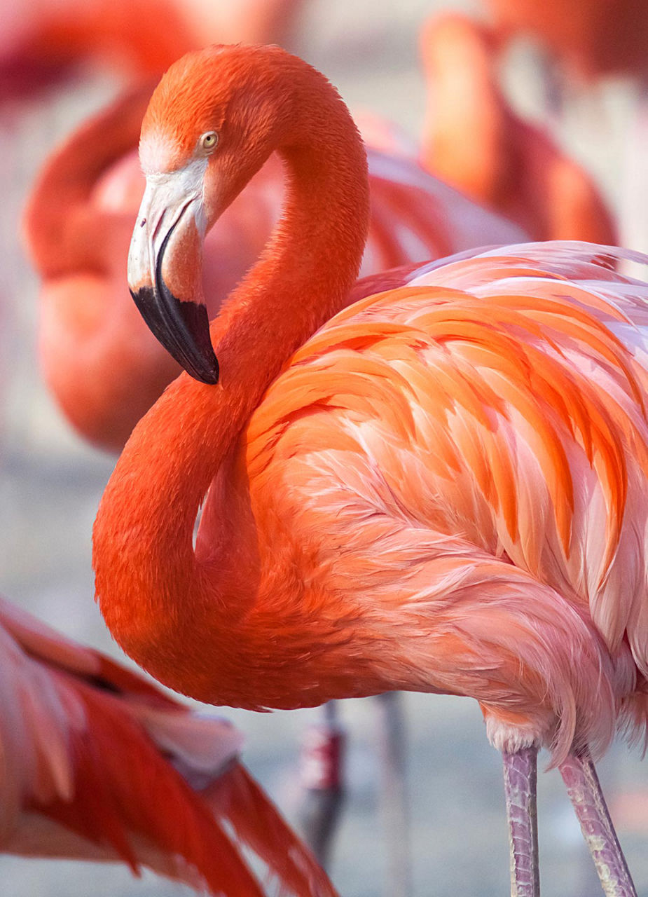 Flamingos