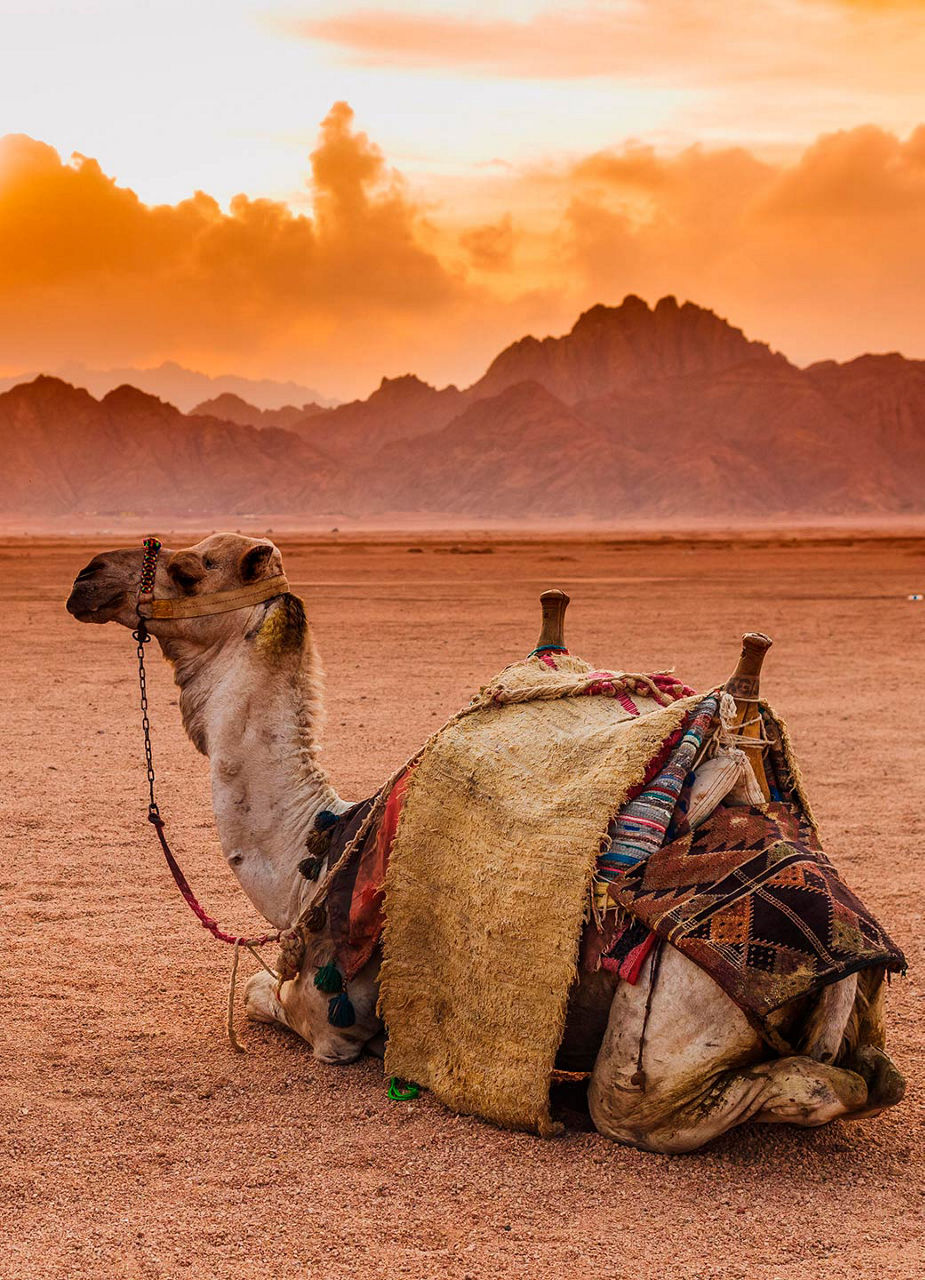 Camel in Desert