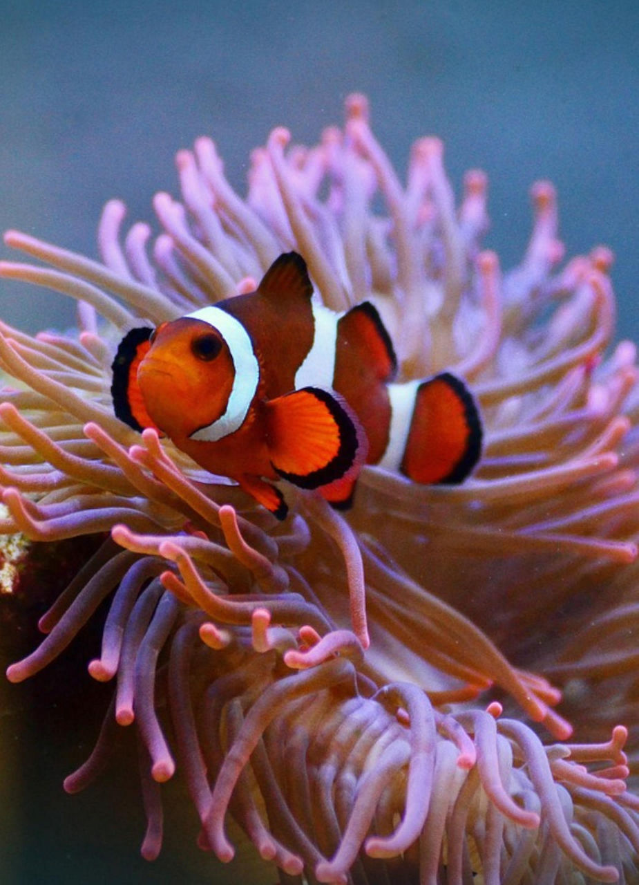 Clownfish