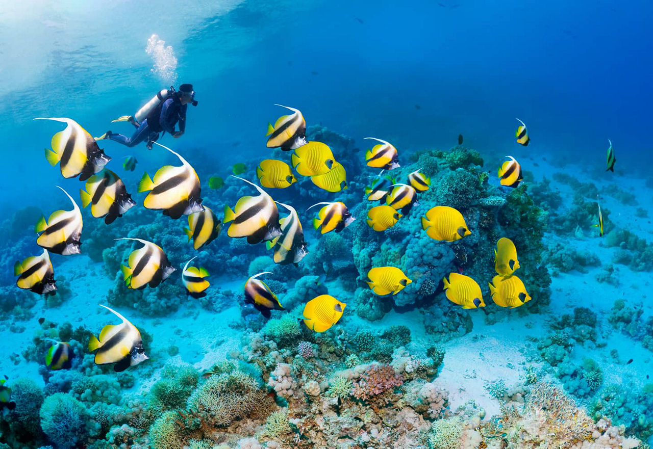 Diving destination Sharm El Sheikh