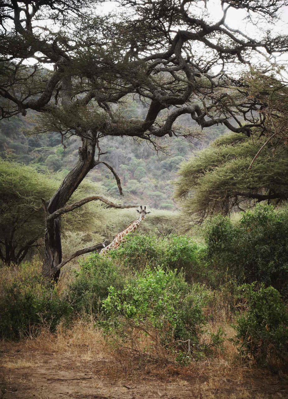 Girafe entourée de verdure