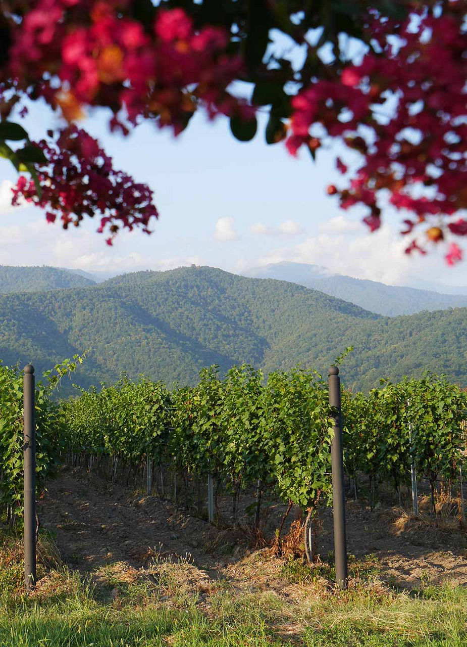 Weinberge im Alasani-Tal​