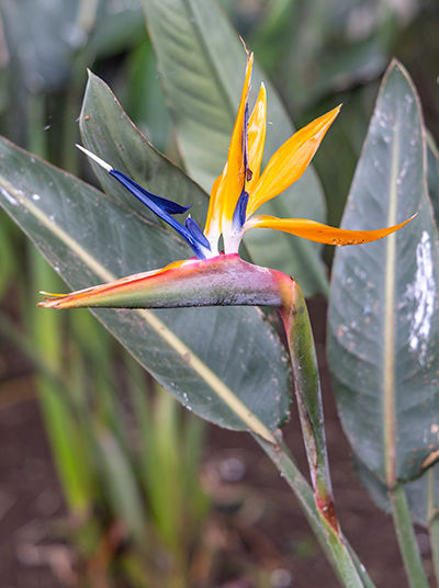 Bird of paradise flower in Jardim Duque da Terceira