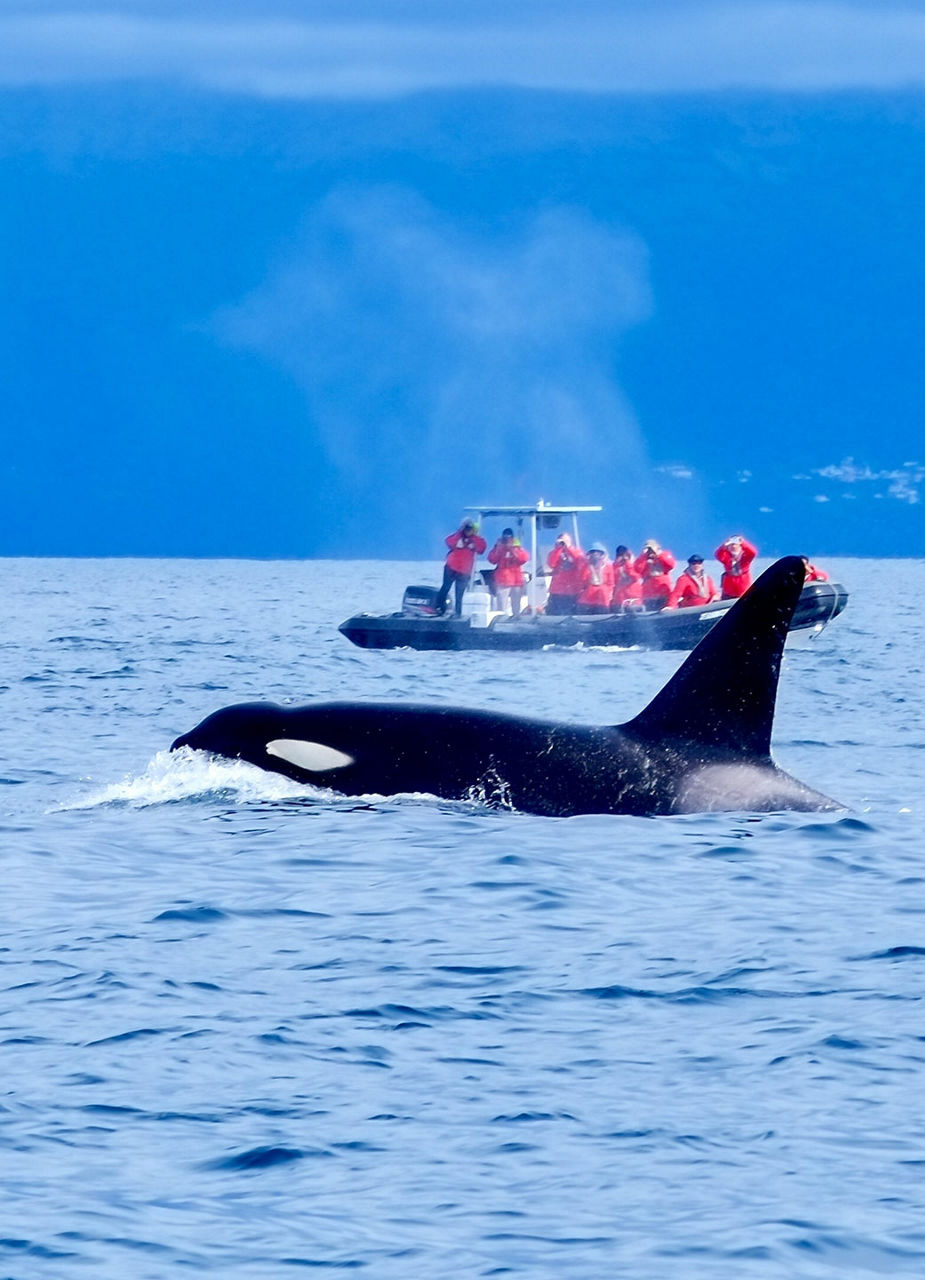 Walbeobachtungsboot mit Orca​