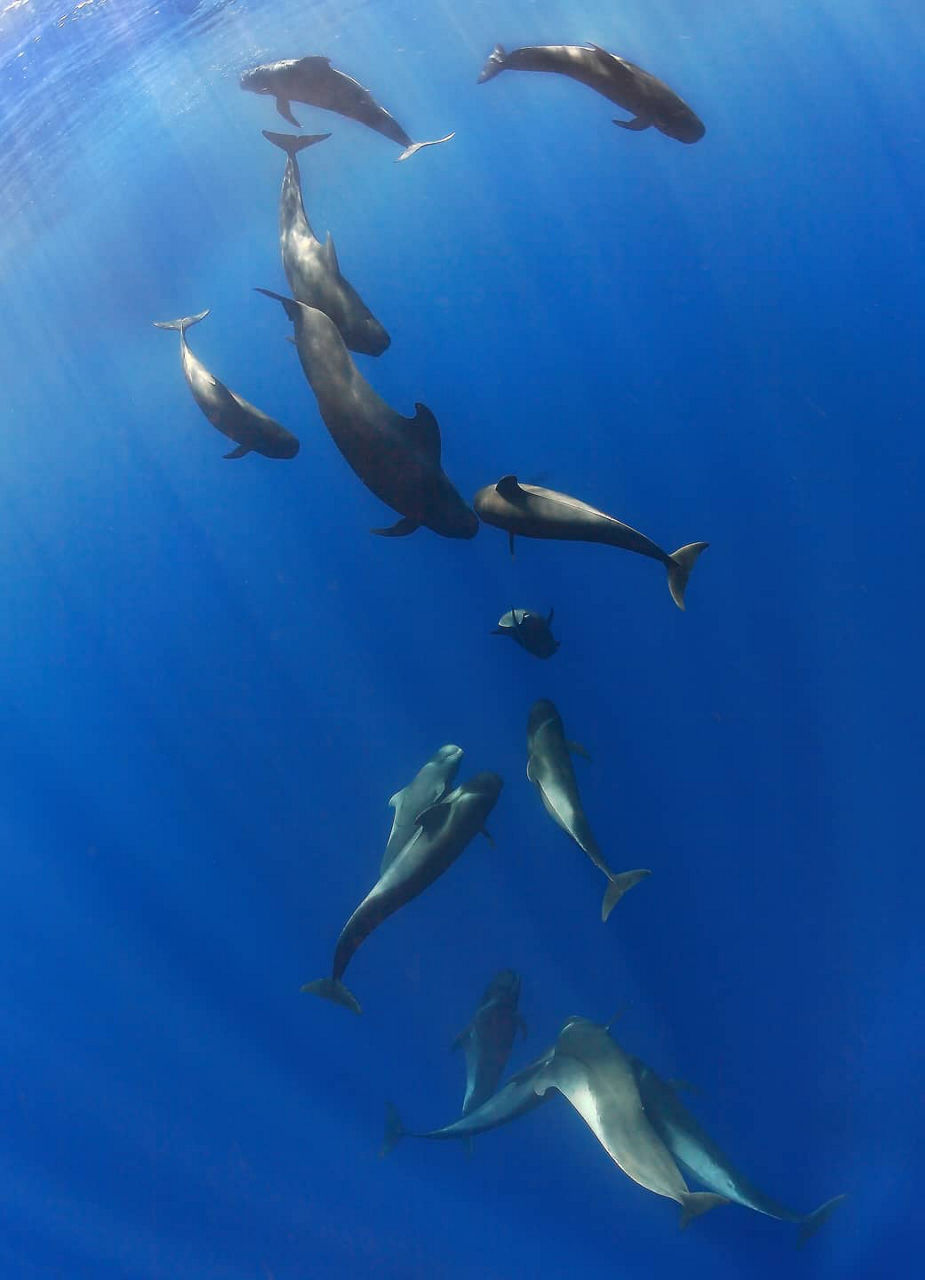 Whales Under Water