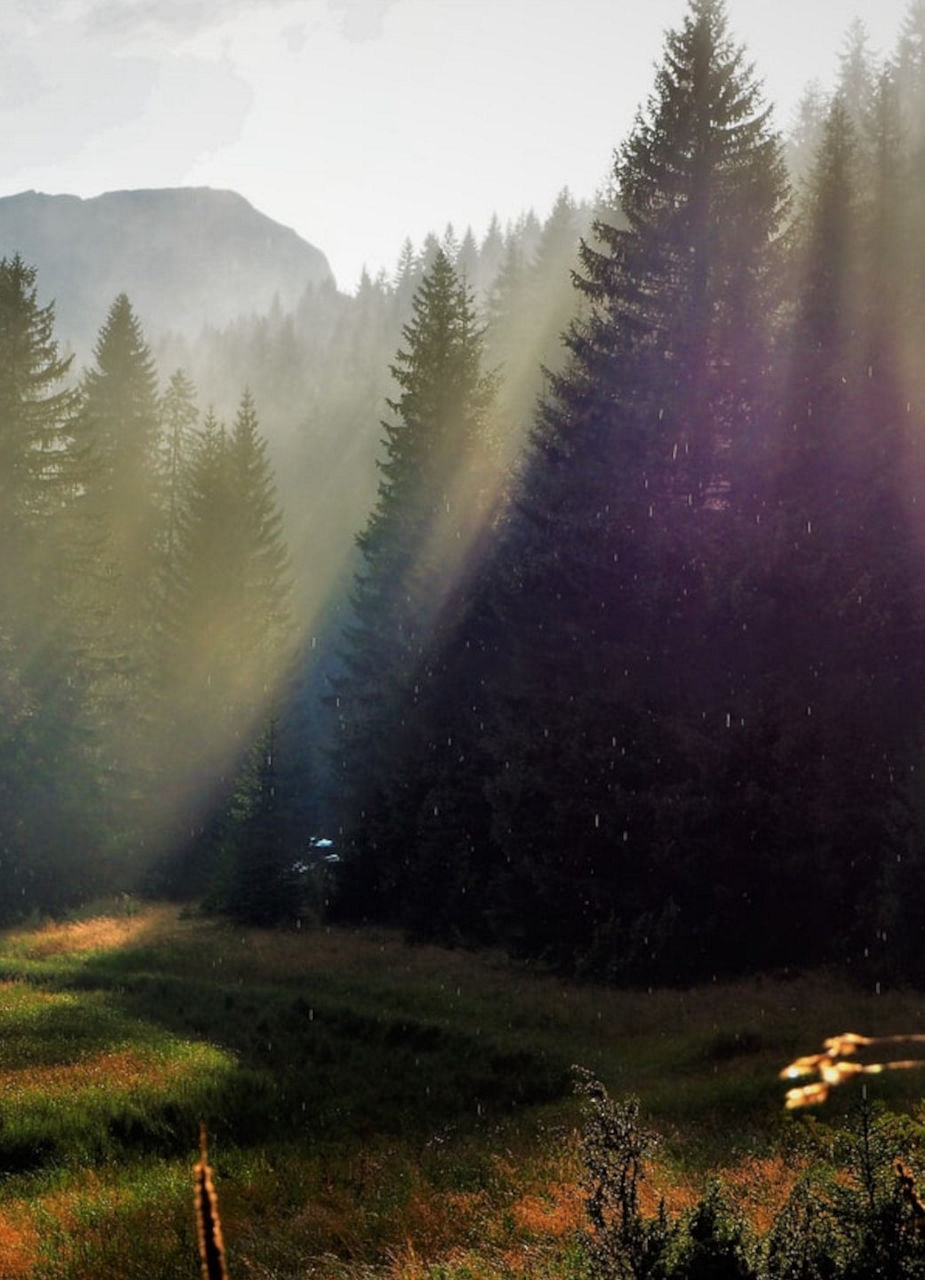 Forest in the Mountains