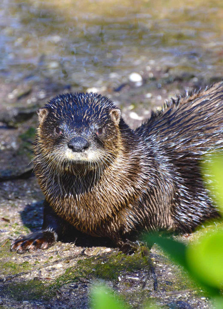 Riverotter