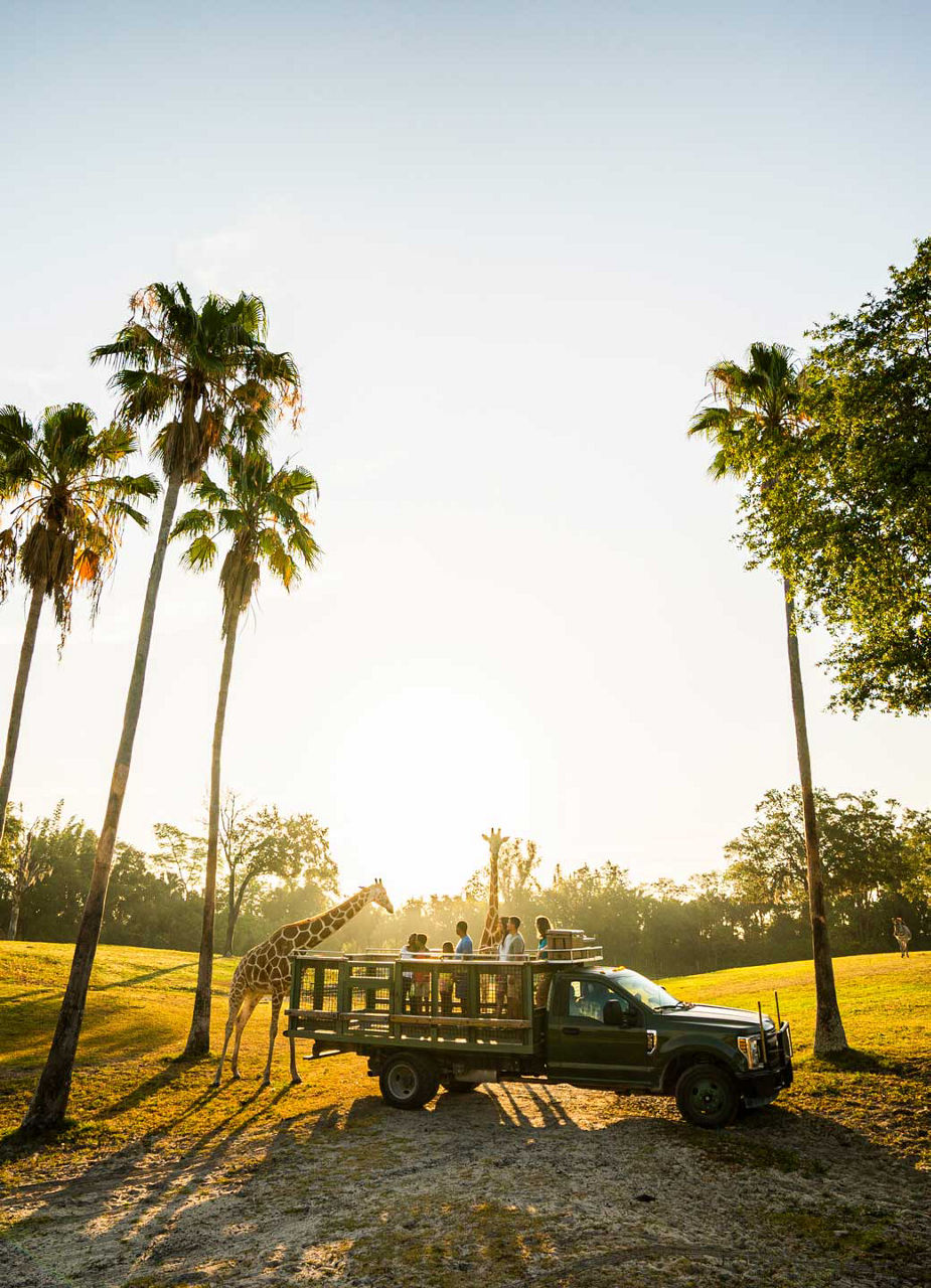 Bush Garden Safari Tour