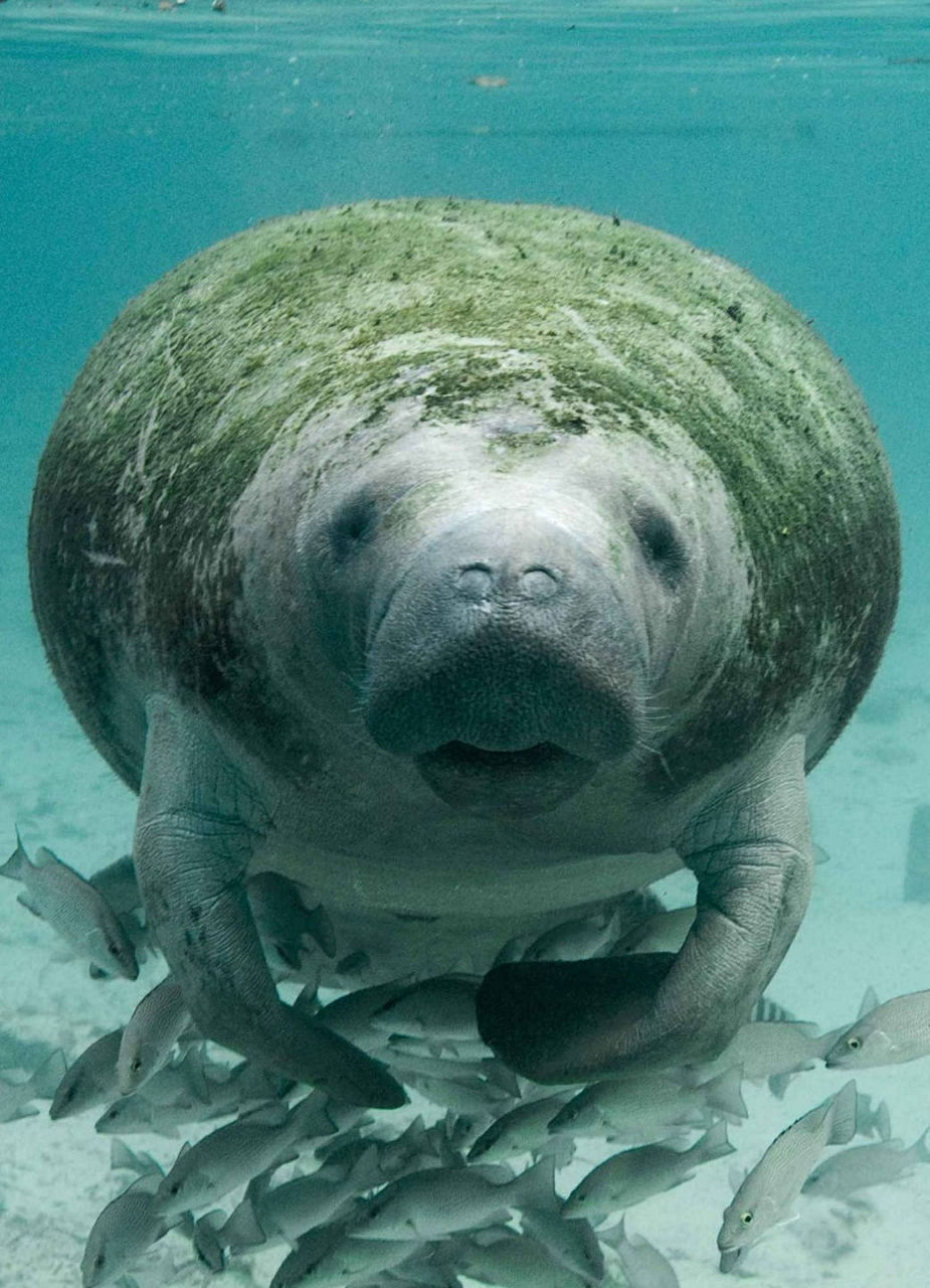 Manatee