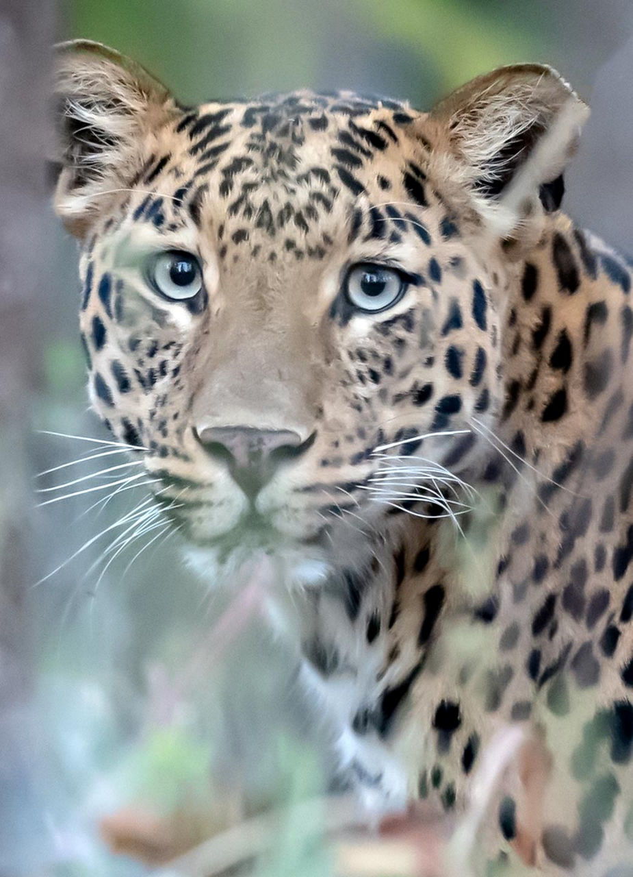 Arabischer Leopard​