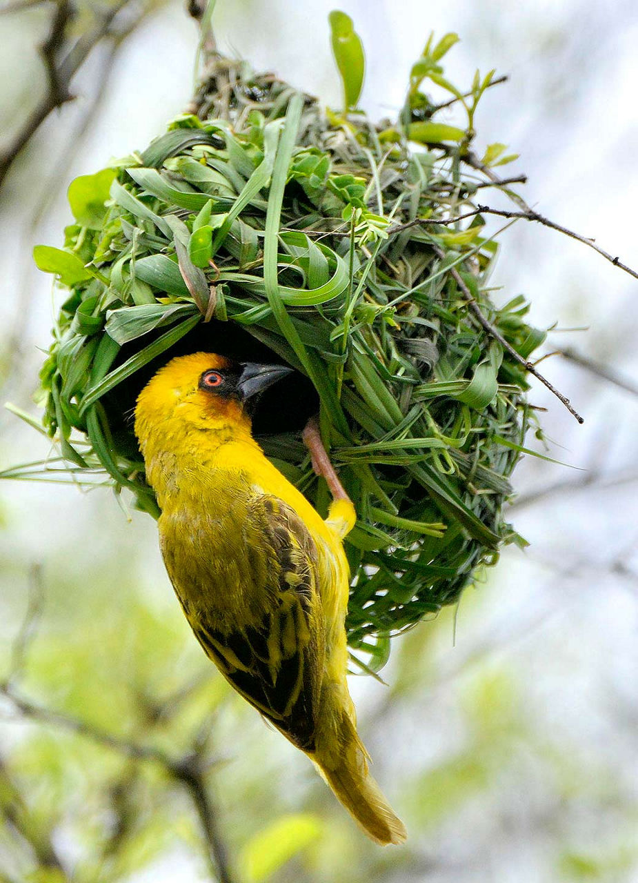 Weaver Bird​