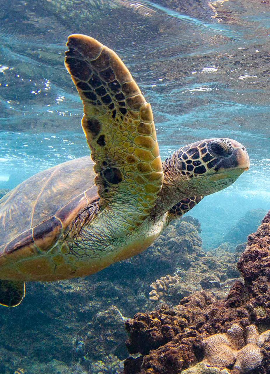 Une tortue marine juste sous la surface de l’eau