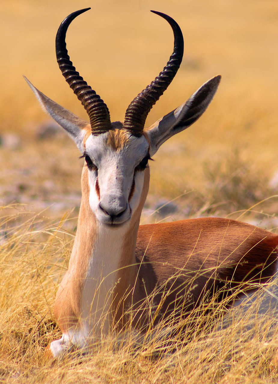 Un groupe de springboks